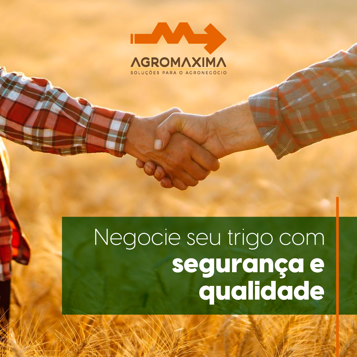 Guia Completo da Compra de Trigo: Tudo que Você Precisa Saber