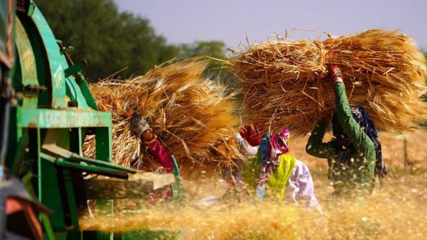 Índia elevou o Preço de Compra do Trigo em 7% para Ampliar Área de Cultivo