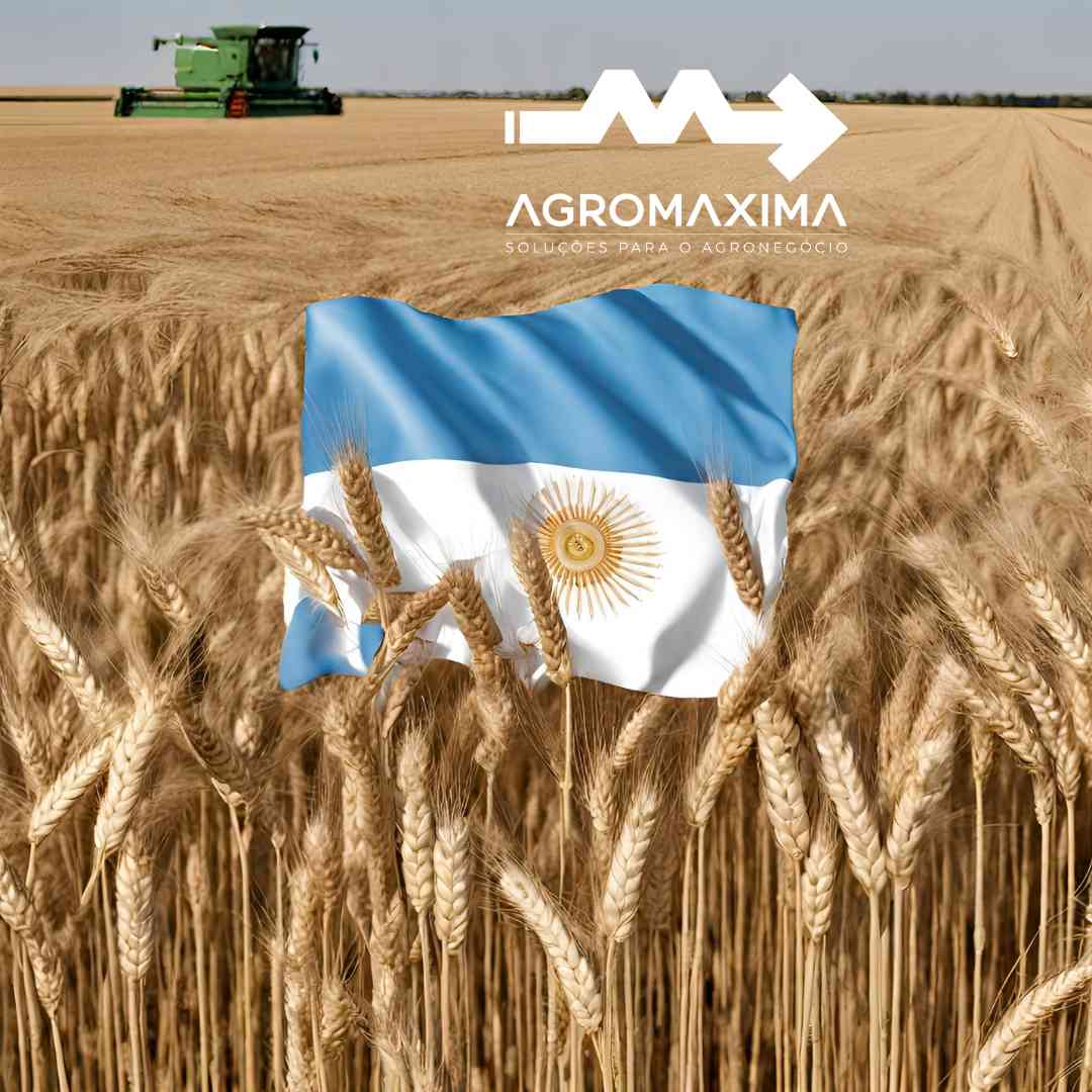 A Explosão das Exportações Argentinas de Trigo 2023/24: Uma Análise Aprofundada