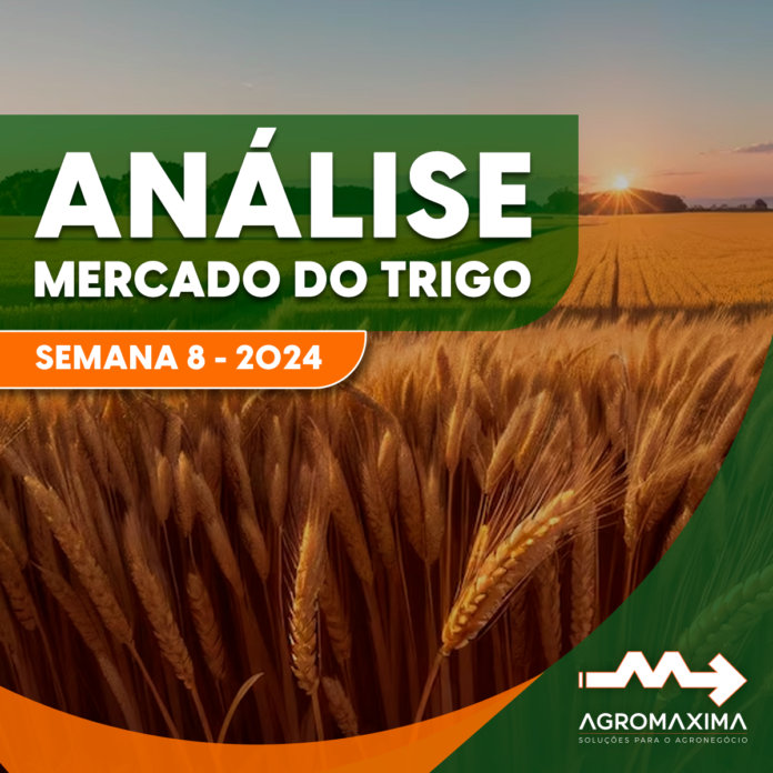 Análise do Mercado de Trigo semana 8 2024