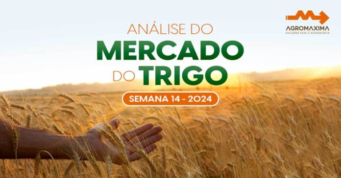 Tendências e Preços no Mercado de Trigo