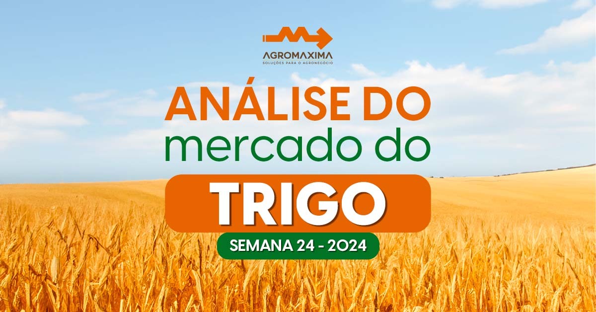 Mercado do Trigo semana 24-2024