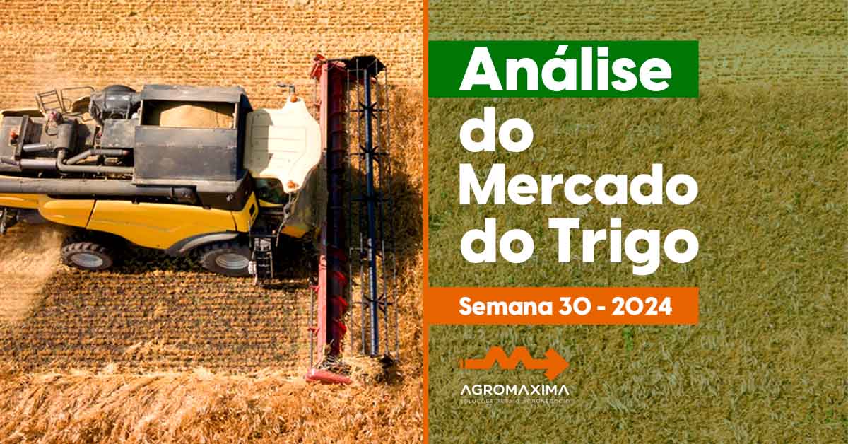 ANALISE MERCADO TRIGO - SEMANA 30 DE 2024