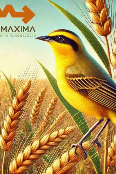 trigo brs coleiro agromaxima