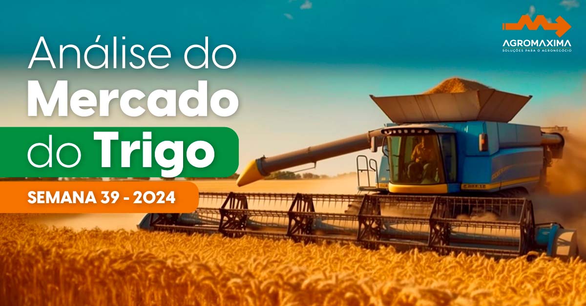 Trigo
