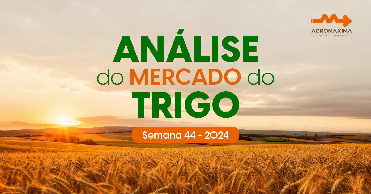 Mercado do Trigo