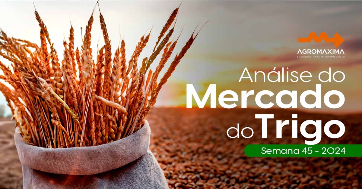 Mercado do Trigo