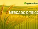 Mercado Do Trigo