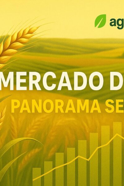 Mercado Do Trigo