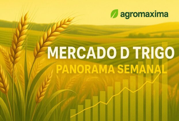 Mercado Do Trigo