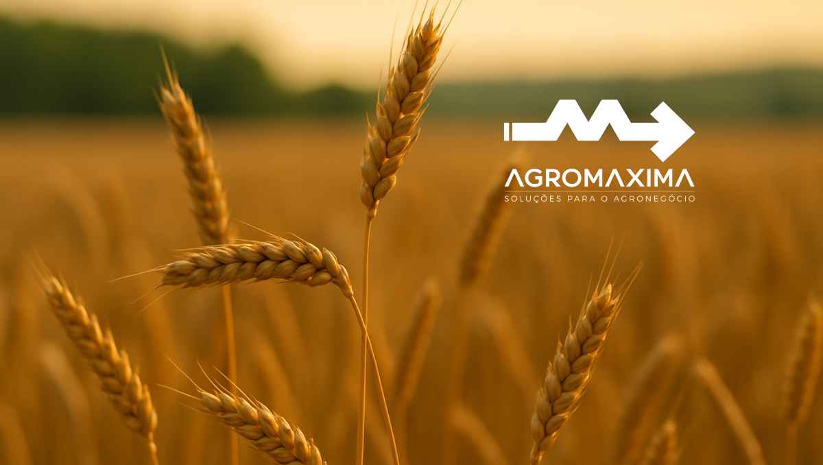 Mercado do Trigo – Análise Completa | Semana de 4 a 10 de agosto de 2025