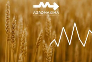 Resumo Semanal do Mercado de Trigo