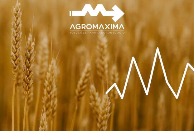 Resumo Semanal do Mercado de Trigo
