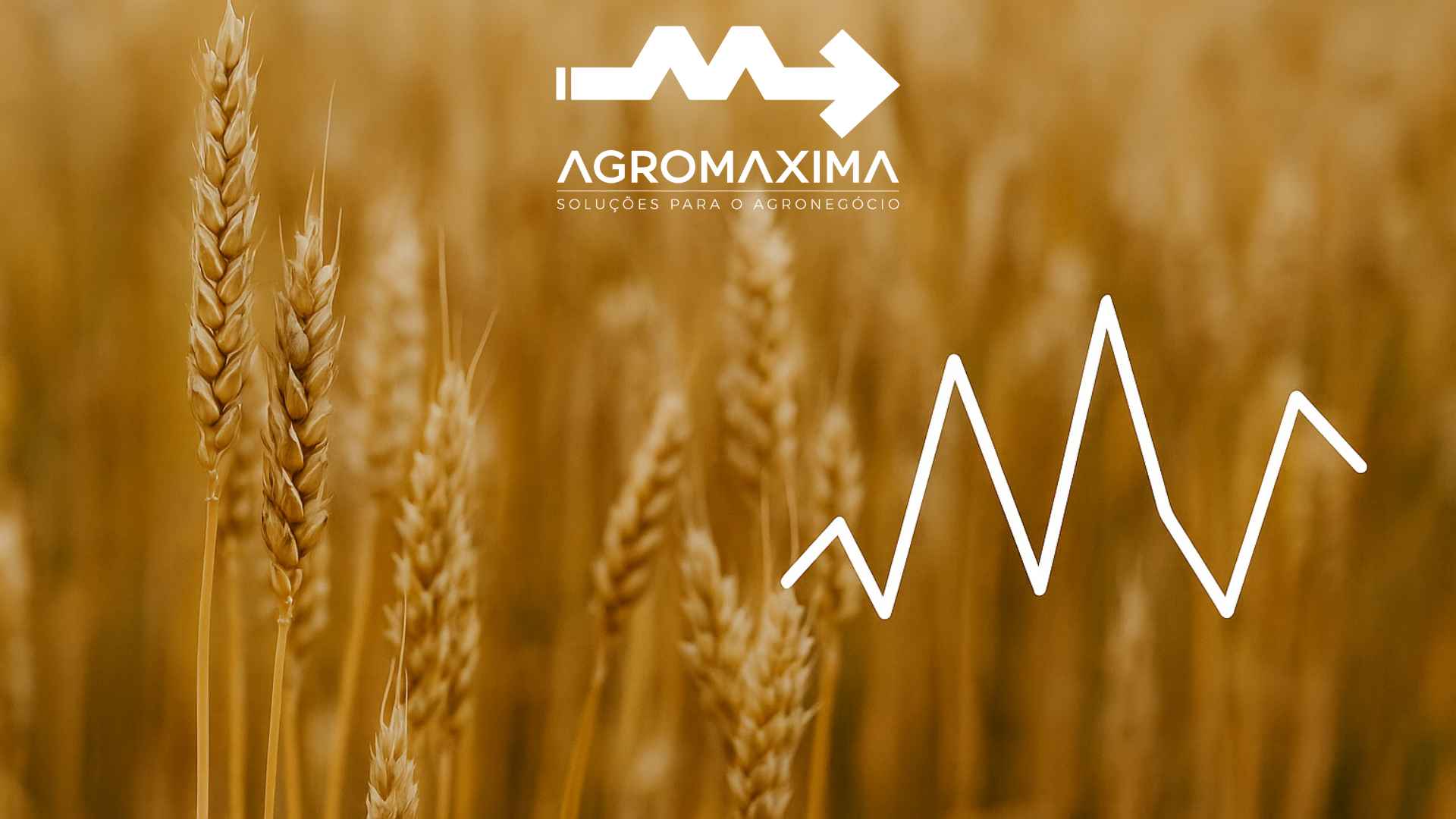 Resumo Semanal do Mercado de Trigo