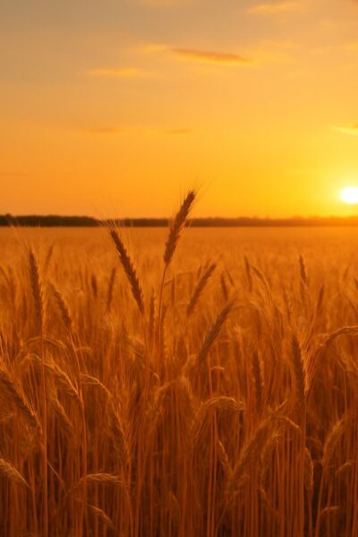 Mercado do Trigo - Imagem gerada por IA - ChatGpt