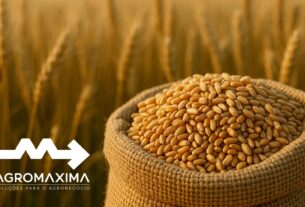 Panorama Semanal do Trigo