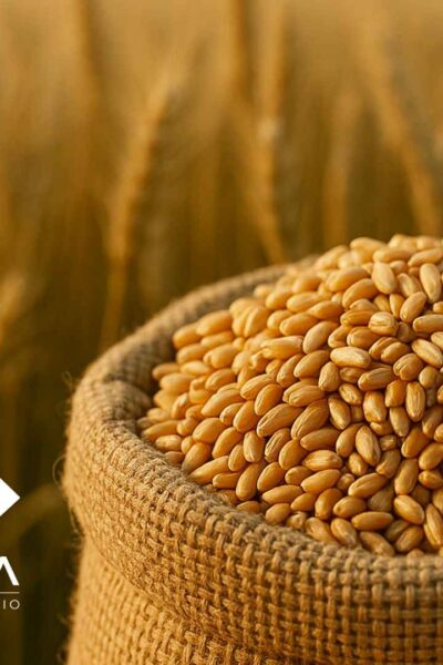 Panorama Semanal do Trigo