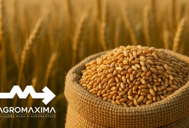 Panorama Semanal do Trigo