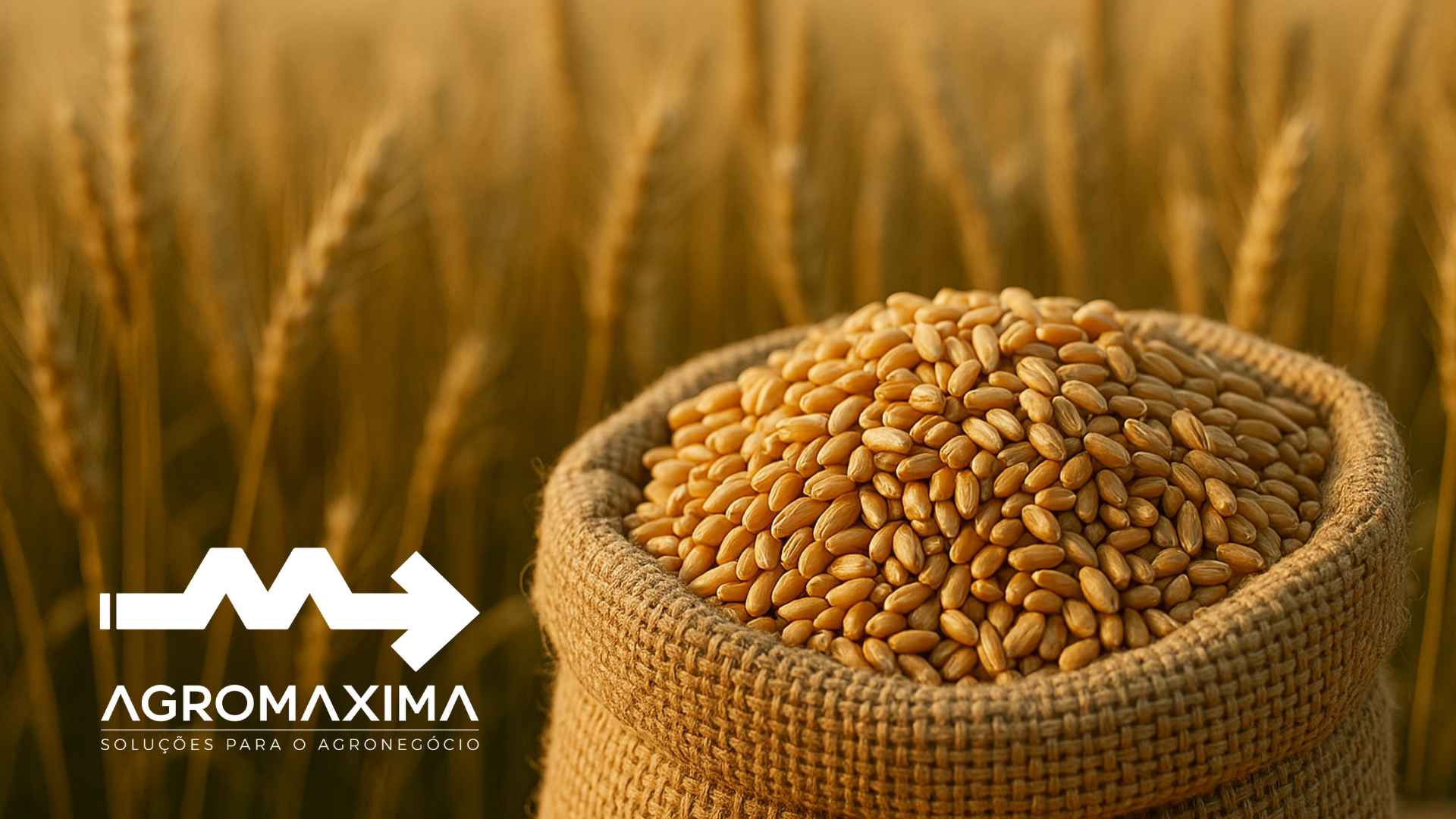 Panorama Semanal do Trigo