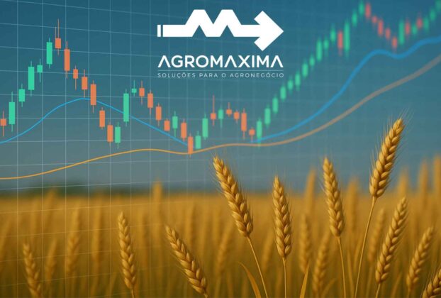 Relatório semanal do mercado do trigo