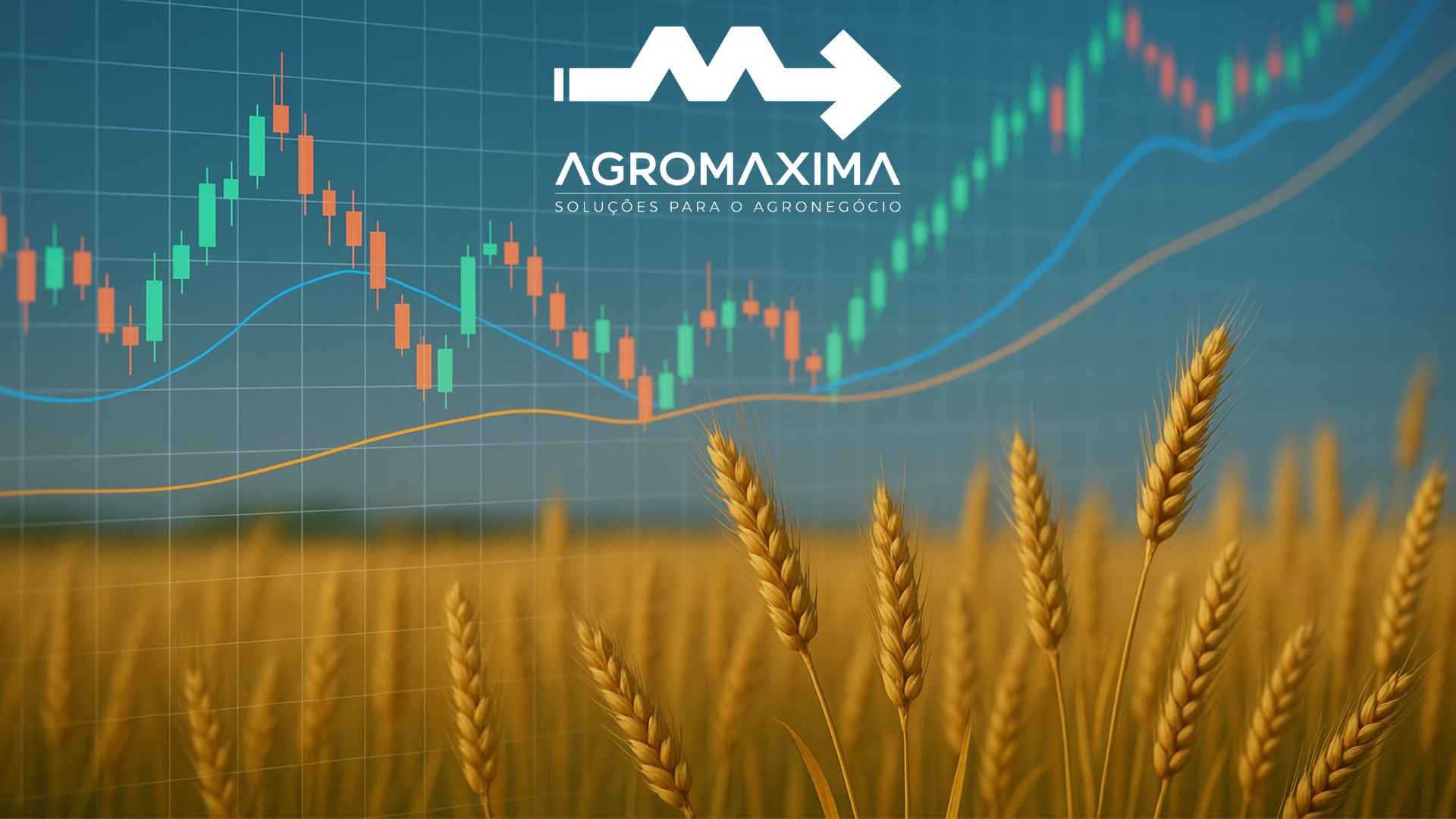 Relatório semanal do mercado do trigo